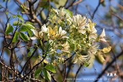 Crateva adansonii formosensis