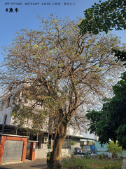 Crateva adansonii formosensis