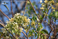 Crateva adansonii formosensis