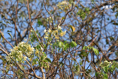 Crateva adansonii formosensis