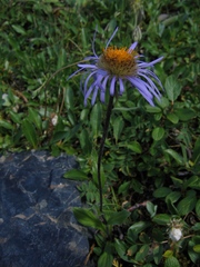 Aster flaccidus