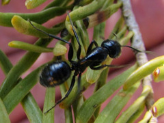 Camponotus laevissimus