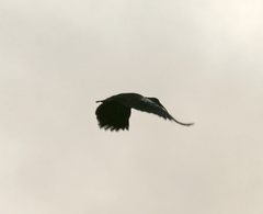 Bostrychia carunculata