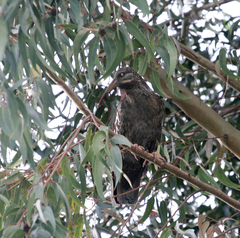 Bostrychia carunculata