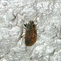 Perigenes constrictus