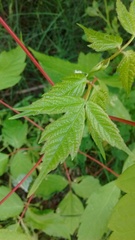 Acer negundo
