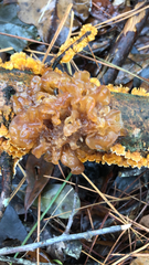 Phaeotremella foliacea