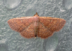 Cerynea punctilinealis