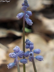 Muscari parviflorum