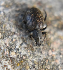 Otiorhynchus aurifer