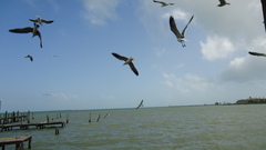 Leucophaeus atricilla