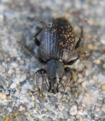 Otiorhynchus aurifer