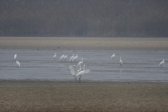 Ardea alba