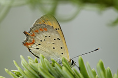 Lycaena ottomanus