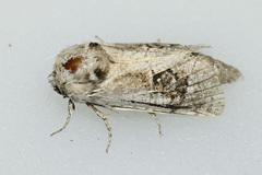Parahypopta caestrum