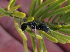 Camponotus laevissimus