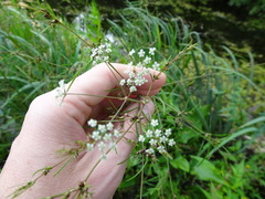 Cicuta bulbifera