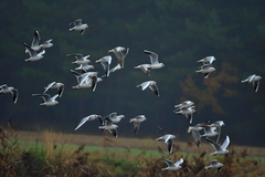 Chroicocephalus ridibundus