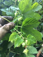 Humulus