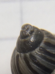 Discoleus aguirrei