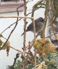 Zonotrichia capensis