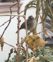 Zonotrichia capensis