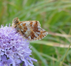 Boloria pales