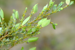 Cyclopia sessiliflora
