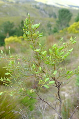 Cyclopia sessiliflora