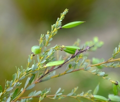 Cyclopia sessiliflora