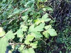 Rubus neomexicanus