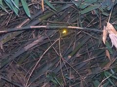 Paradoxurus musangus