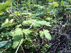 Rubus neomexicanus