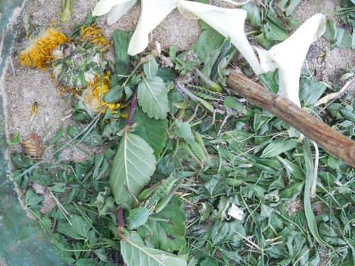 Photo of Wart-biter (Decticus verrucivorus)