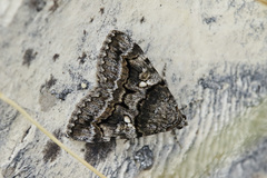 Catocala separata