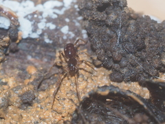 Oedignatha scrobiculata