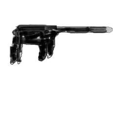 Paradoxurus musangus