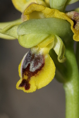 Ophrys sicula