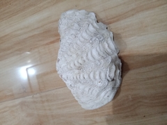 Tridacninae