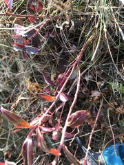 Vaccinium angustifolium image