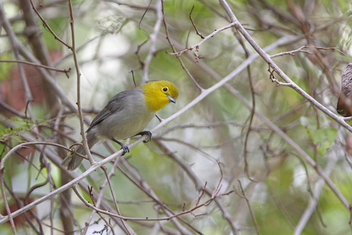 Yellow-headed Warbler (Teretistris fernandinae), photo 9
