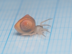 Cyrtarachne inaequalis