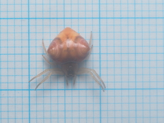 Cyrtarachne inaequalis