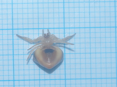 Cyrtarachne inaequalis