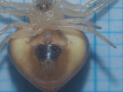 Cyrtarachne inaequalis