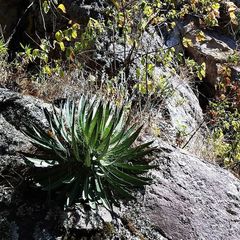 Agave filifera