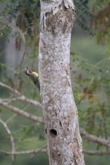 Xiphidiopicus percussus