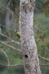 Xiphidiopicus percussus