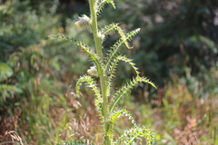 Cirsium funkiae