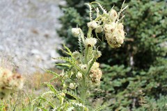 Cirsium funkiae